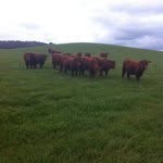 Sally Grigg - @burrowfarm - Instagram