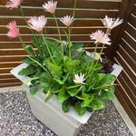 Sally Guyton - @sally.guyton.733 - Instagram