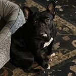 Sally Guzman - @epafrenchies - Instagram