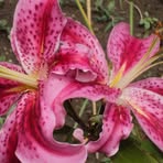 Sally Haley - Facebook