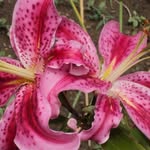 Sally Haley - @sallyhaley85 - Instagram