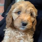 Sally Harding - @luna_lovable_doodle - Instagram