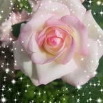 Sally Hare - @sally.hare.54 - Instagram