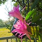 Sally Harper - Facebook