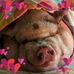 Sally Heckethorn - Facebook