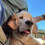 Sally M Hensley-Martin - @bradteddy - Instagram
