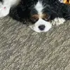 sallysherdahl5 - @sally.sherdahl - TikTok