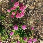 Sally Herrick - @sally.herrick.56 - Instagram