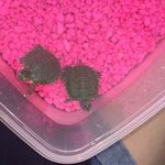 Sally and Lucy Hickey - @sallyandlucyhickey - Instagram