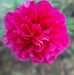 Sally Hickey - Facebook