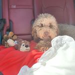 Sally Hockey - @sallyhockey60 - Instagram
