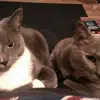 Sally Hodgson-Shear - @sally.hodgsonshea - TikTok
