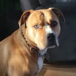Sally Hoo - @pitbullsnpierogi - Instagram