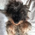 Hook & Sally - @hook_sally_dachshund - Instagram