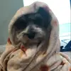 sally - @sallyhook - TikTok