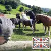 sallyhulbert7 - @sallyhulbert7 - TikTok
