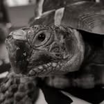 Sally Hulse - @crazytortoisewoman - Instagram