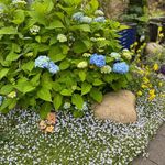 Sally Hummel - @my_hideawaygarden - Instagram