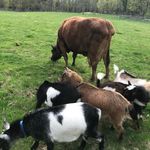 Sally Ingraham - @ridgelands_farm - Instagram