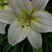 Sally Ingram - Facebook