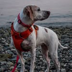 Sally Johnstone - @sally_thepointer - Instagram