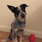 Sally Joy - @blue_dingo - Instagram
