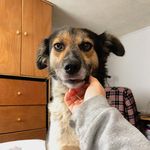 Sally June - @sallyjune_thedog - Instagram