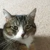 Annika - @sallykatze - TikTok