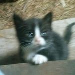 jojo 1 - @sallykatze60 - Instagram