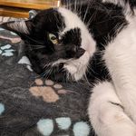 Sally - @sally_katzenbaer - Instagram