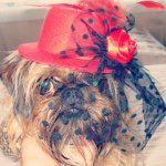 Sally Kaye - @gagagriffon_a_dog_blog - Instagram