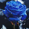 سوسو - @sallykayed - TikTok
