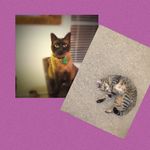 Sally and kingston - @sally_cat_kingston - Instagram