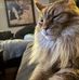 Sally's Kittens Paradise - Facebook