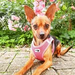 Sally Langer-Kraft - @sally_und_nala_langerkraft - Instagram