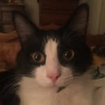 Sally LaPorte - @catsndoodneys - Instagram