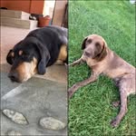 Sally,Lara - @sallylara_twodogs_ - Instagram