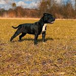 @sally.la.staffie - Instagram