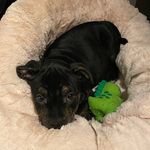 Sally 🐶 - @sally_la_staffie - Instagram
