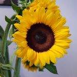 Sally Laws - @sally_laws - Instagram