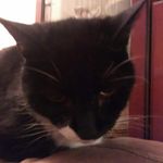 sally (the cat) leach - @sallythecatleach - Instagram