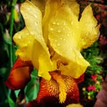 Sally Lewis-Ford - @sallylewisford - Instagram