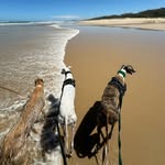 Rescue Greyhounds (Sally, Lilly and Tex) - @sallylillyrescuegreys - Instagram