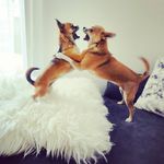 Sally and Lilly - @sally_lilly_civava - Instagram