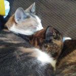 Sally and Lilly 🐱 - @_sally_lilly_ - Instagram