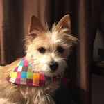 Sally&Lilly - @sallyandlillydog - Instagram