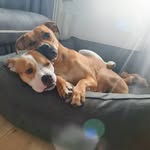 Sally&Lotti - @sally_lotti_doglove - Instagram