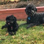 Sally & Luke - @doodle.dogs - Instagram