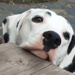 Sally Mackay - @sallymackaycaninegrooming - Instagram
