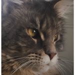 SallyMainecoon - @sally_mainecoon - Instagram